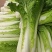 青麻叶白菜现货湖北麻叶青白菜大量上市产地直发