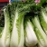 青麻叶白菜现货湖北麻叶青白菜大量上市产地直发