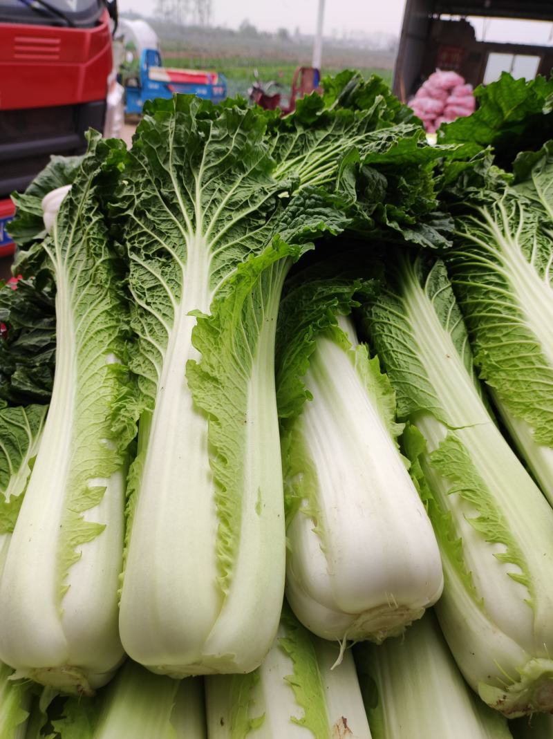 青麻叶白菜现货湖北麻叶青白菜大量上市产地直发