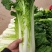 青麻叶白菜现货湖北麻叶青白菜大量上市产地直发
