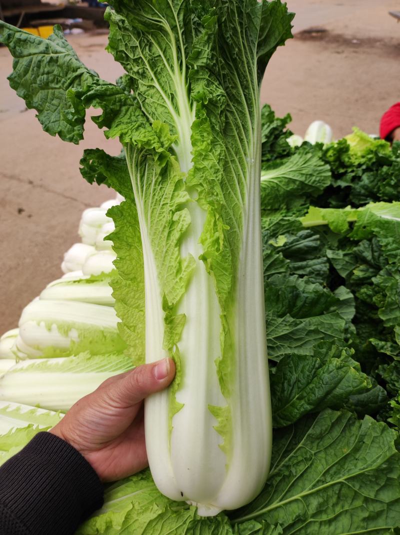 青麻叶白菜现货湖北麻叶青白菜大量上市产地直发