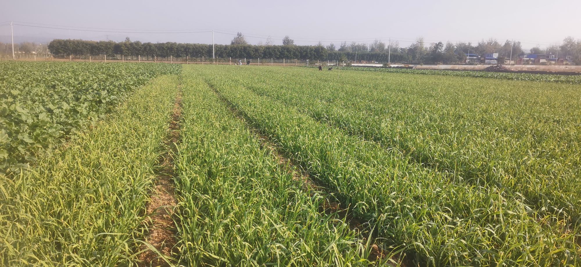 蒜苗种植基地实景图