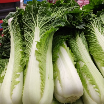 青麻叶白菜现货湖北麻叶青白菜大量上市产地直发