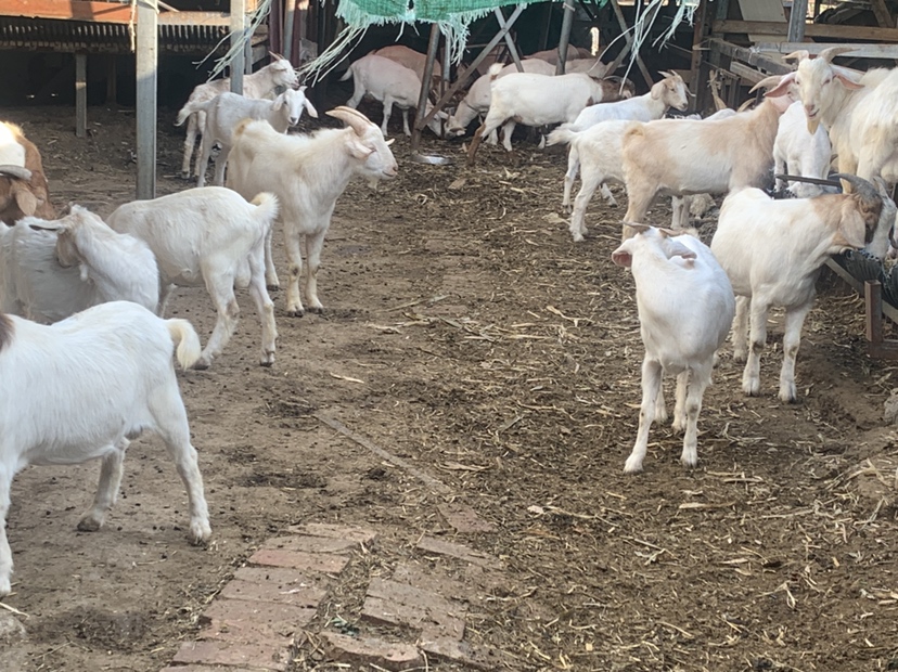 白条羊在山地牧场中自由活动