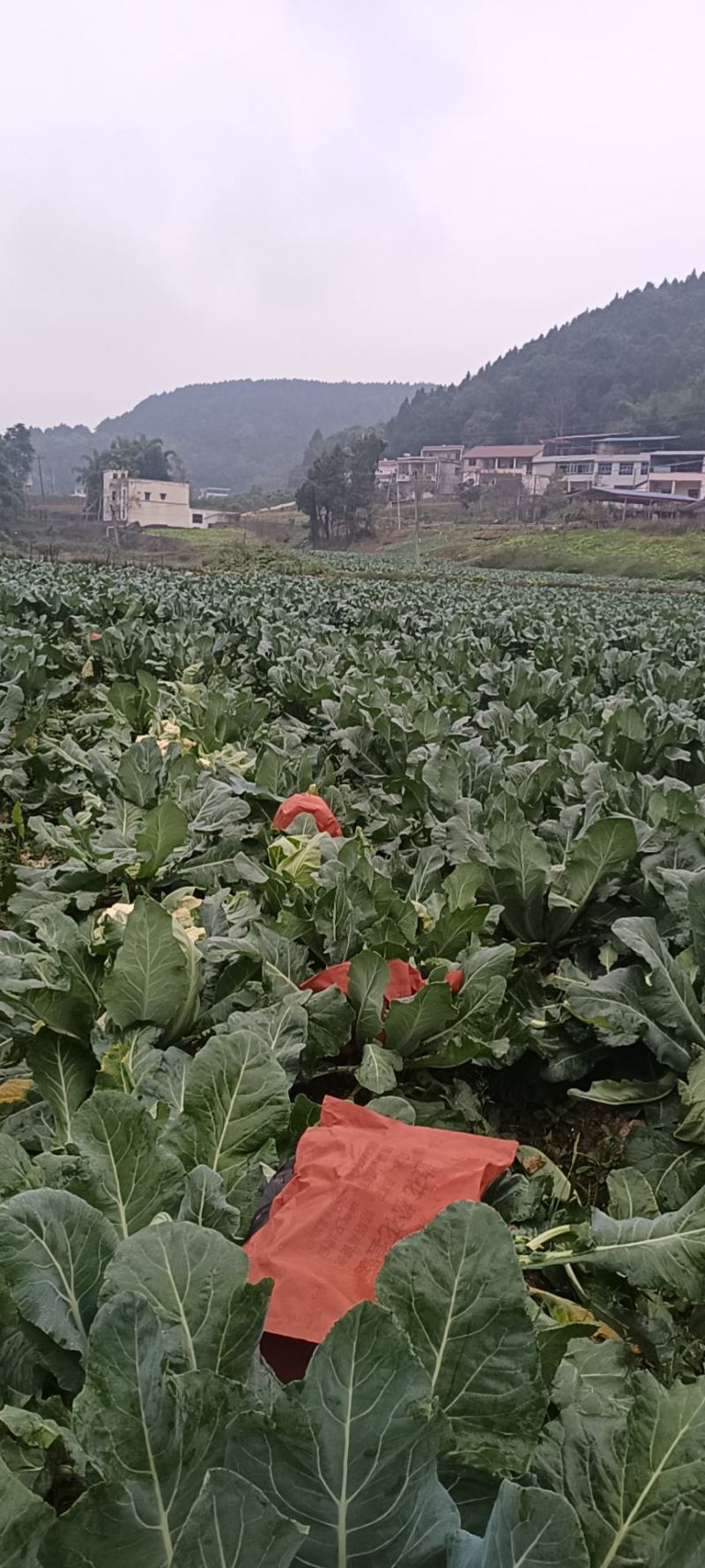 基地种植