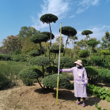河南造型女贞树生产批发零售、动物造型树、云片造型树基地