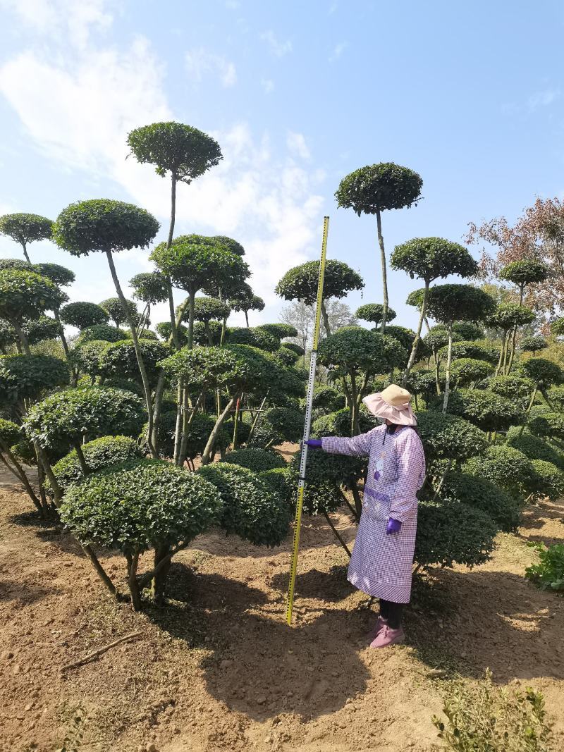 河南造型女贞树生产批发零售、动物造型树、云片造型树基地