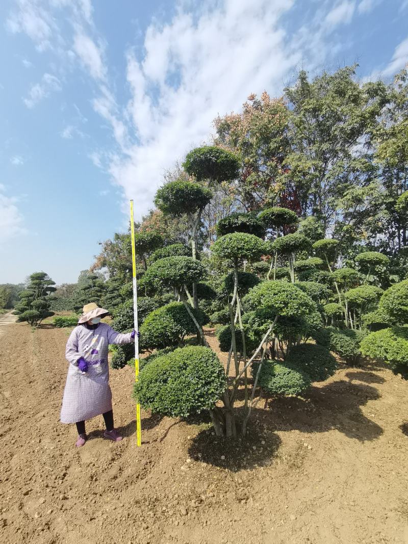 河南造型女贞树生产批发零售、动物造型树、云片造型树基地