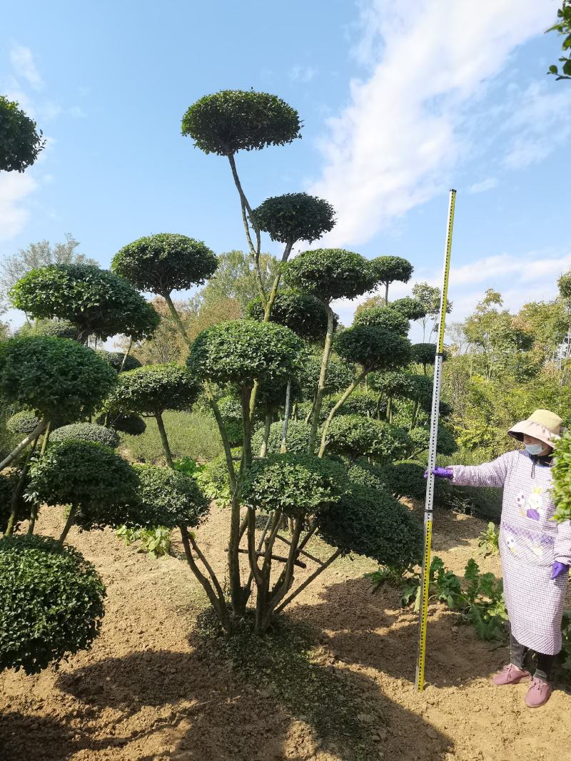 河南造型女贞树生产批发零售、动物造型树、云片造型树基地