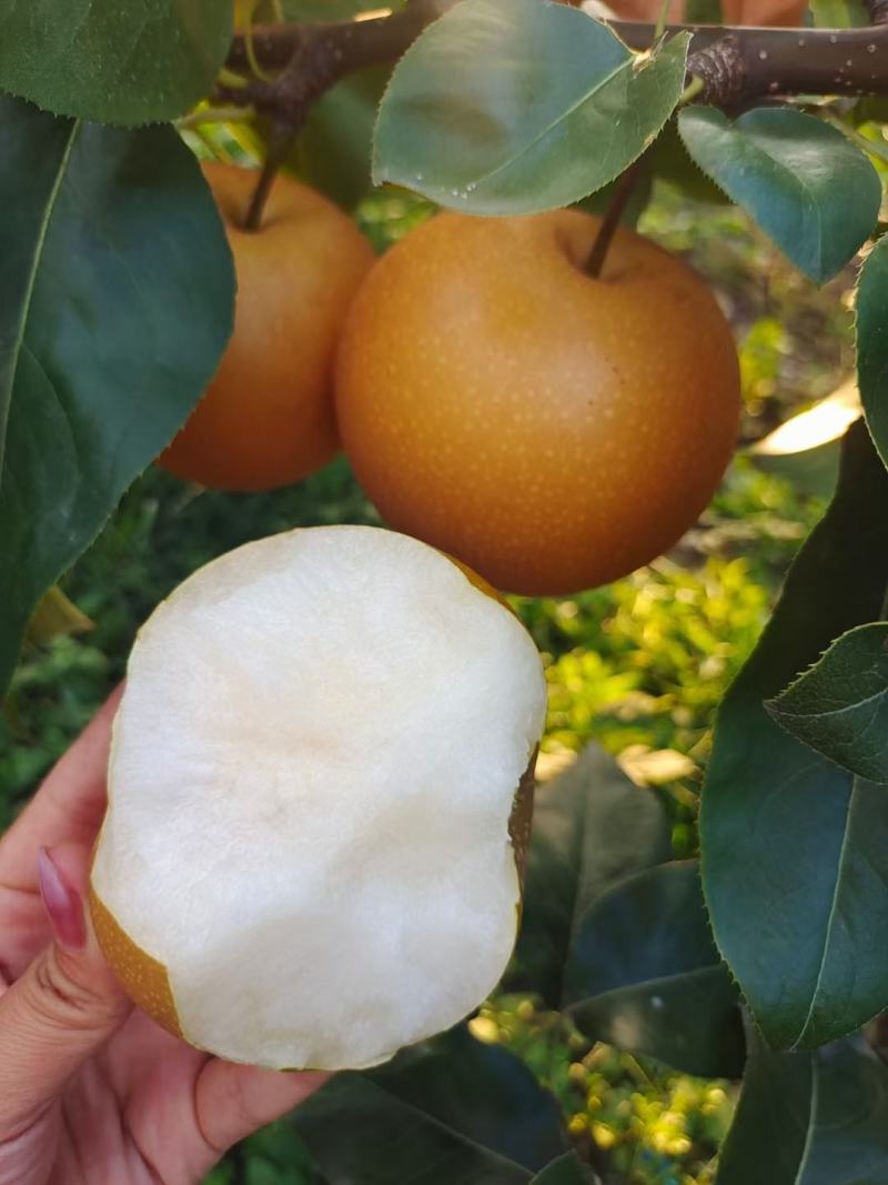 秋月梨
