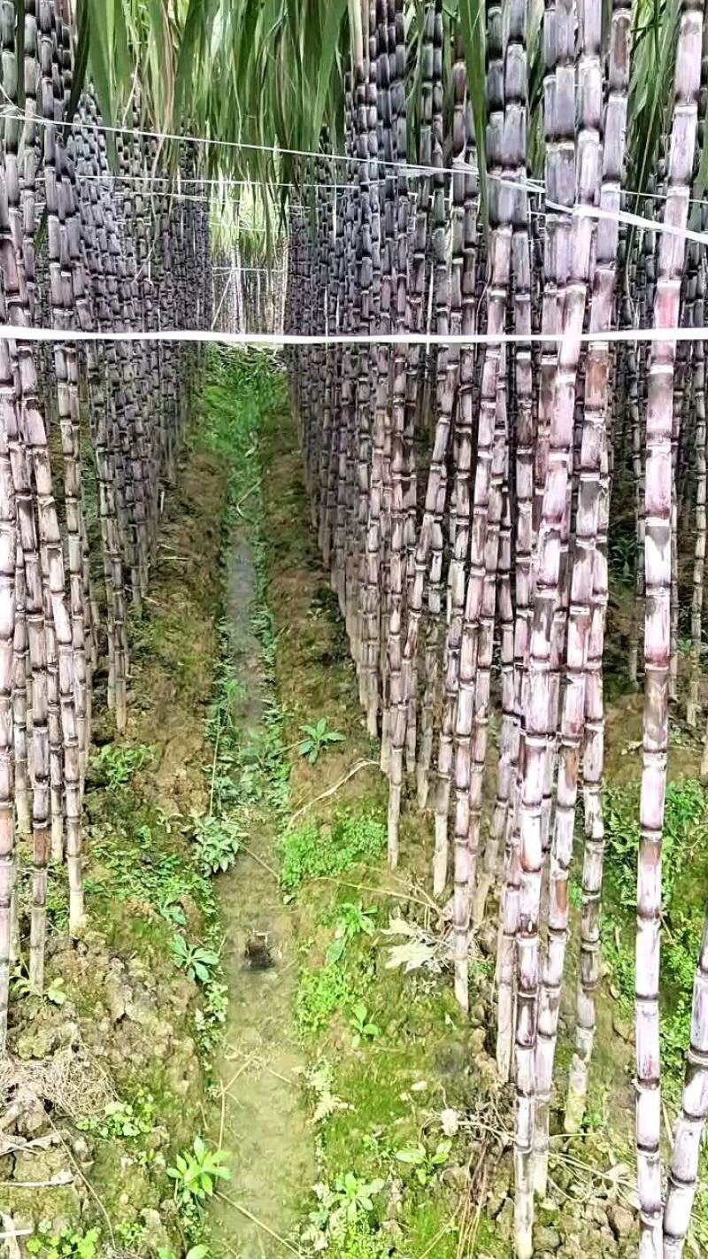 贵州黄皮黑皮甘蔗，种植面积千亩，欢迎各位老板提前预订购