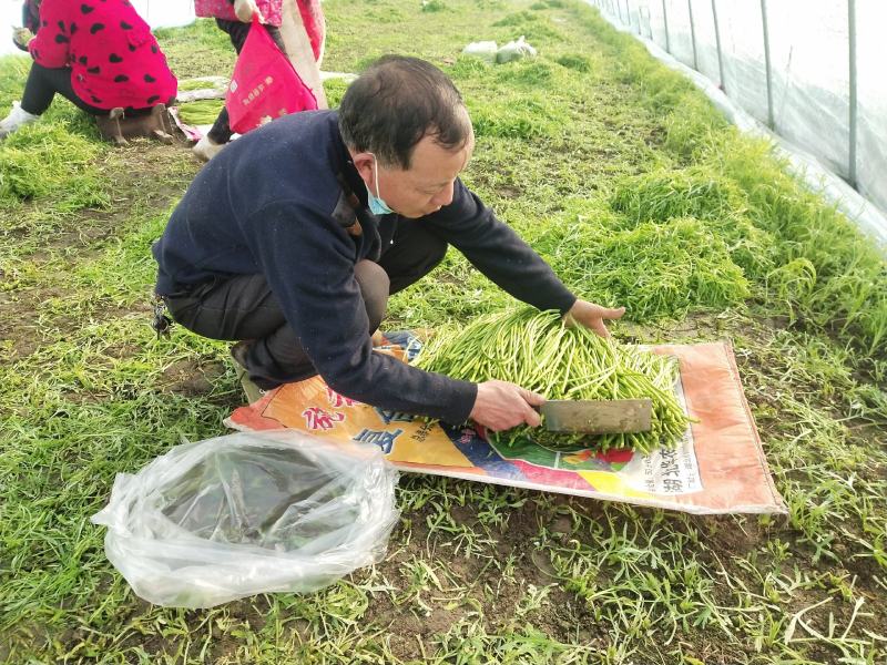 利民芦蒿美味忘不掉口感清脆欢迎预定