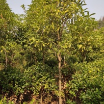 清地处理4一6公分优质桂花八月桂金桂