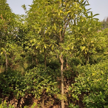 清地处理4一6公分优质桂花八月桂金桂