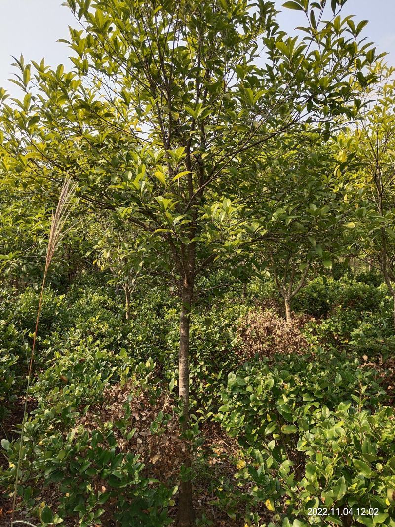 清地处理4一6公分优质桂花八月桂金桂