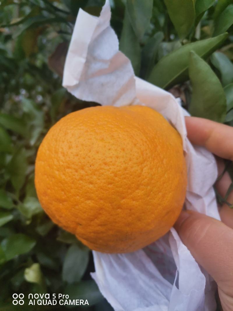 柑橘，精品四川春见耙耙柑纯甜化渣果园现摘现卖