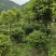 清地处理4一6公分优质桂花八月桂金桂