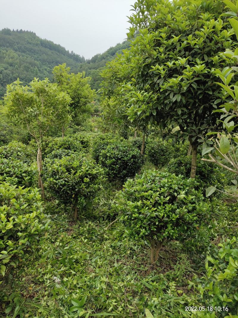 清地处理4一6公分优质桂花八月桂金桂