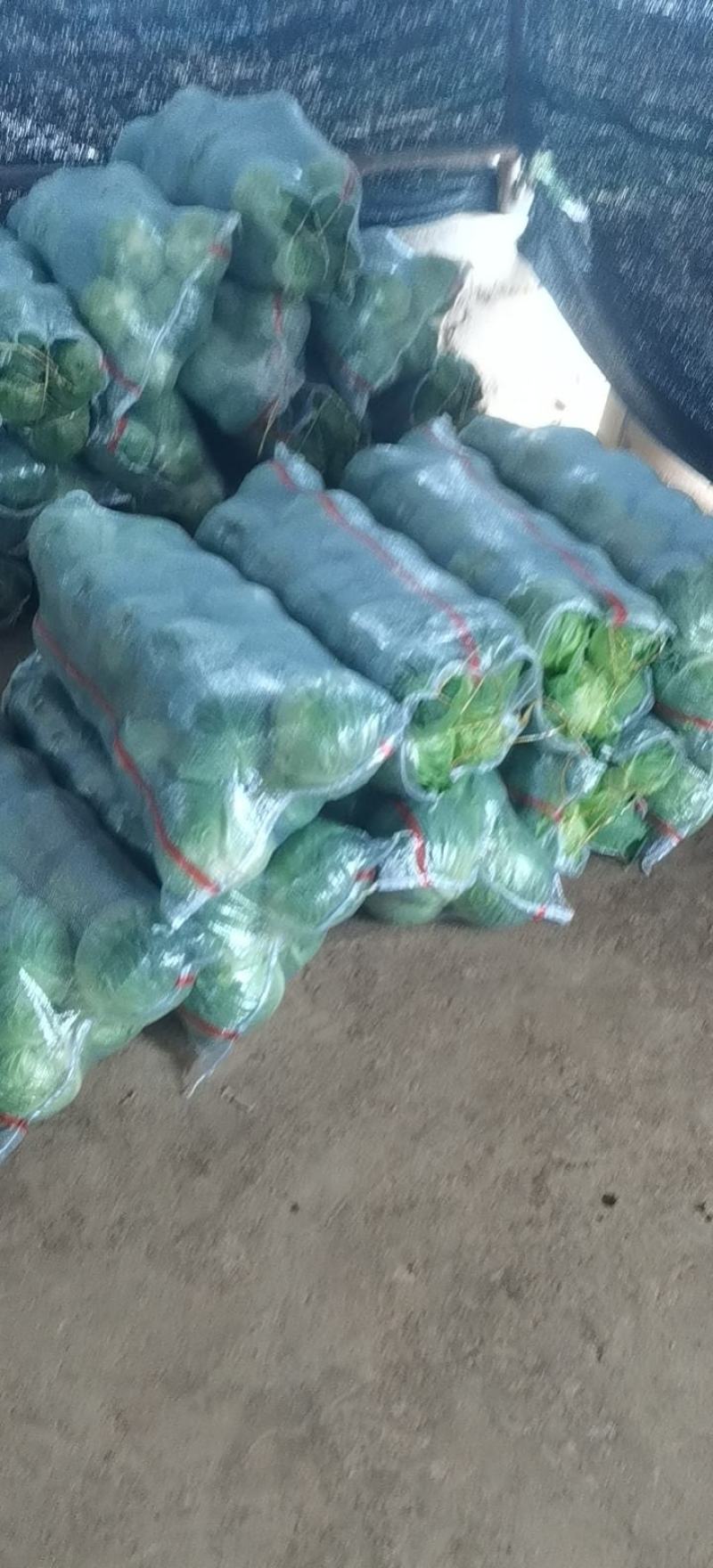 精品甘蓝