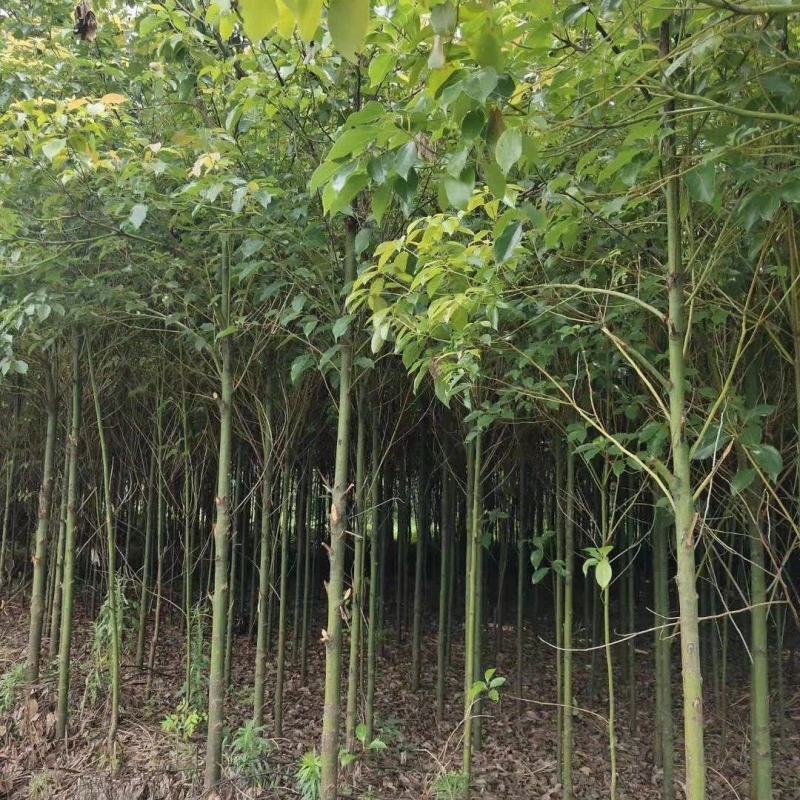 供应米径5，6cm湖南优质香樟，香樟树行道树