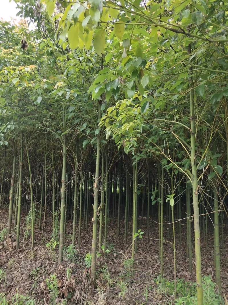 供应米径5，6cm湖南优质香樟，香樟树行道树