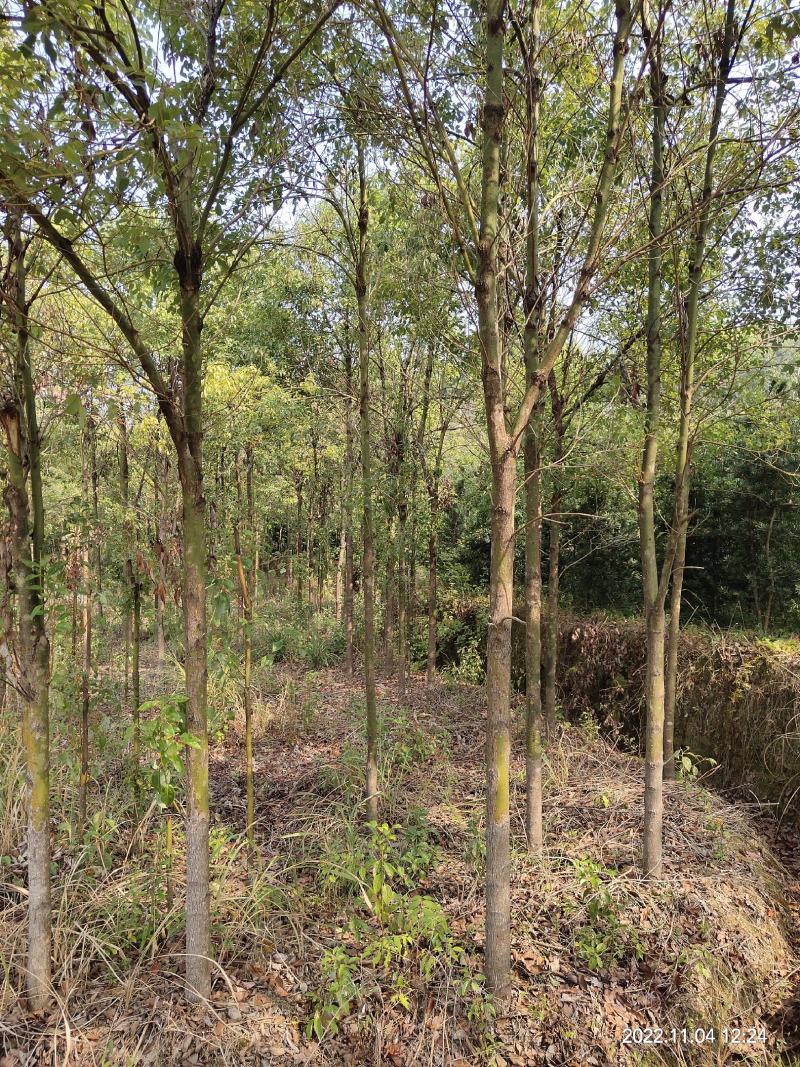 供应米径5，6cm湖南优质香樟，香樟树行道树