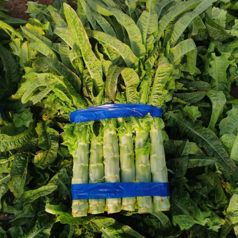 沂南丰元果蔬种植合作社紫叶莴苣，产地一手货源全国发货！