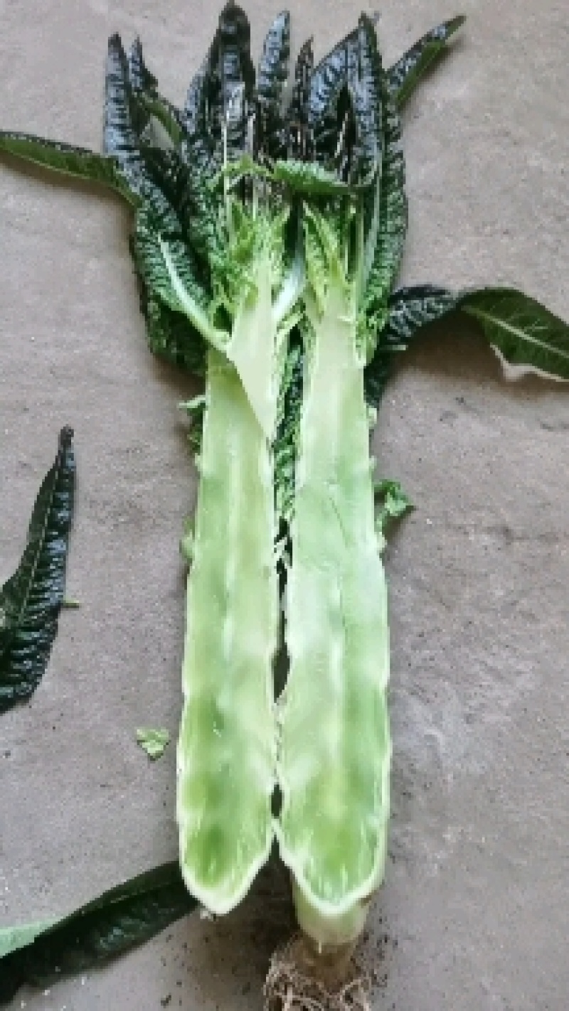 沂南丰元果蔬种植合作社紫叶莴苣，产地一手货源全国发货！