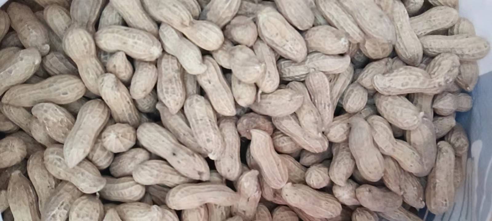左侧为去壳后的花生仁,呈椭圆形,浅红色种皮包裹乳白色子叶;右侧为油菜籽,黑色细小颗粒,直径约1.5毫米,表面光滑,堆积成堆状 花生与油菜籽实物对比图