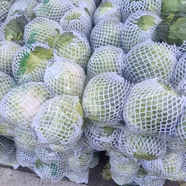 【推荐】尖头圆包菜，质量好，口感好，品种齐全，欢迎选购