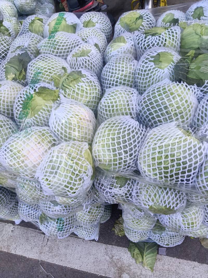 【推荐】尖头圆包菜，质量好，口感好，品种齐全，欢迎选购