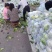【推荐】尖头圆包菜，质量好，口感好，品种齐全，欢迎选购