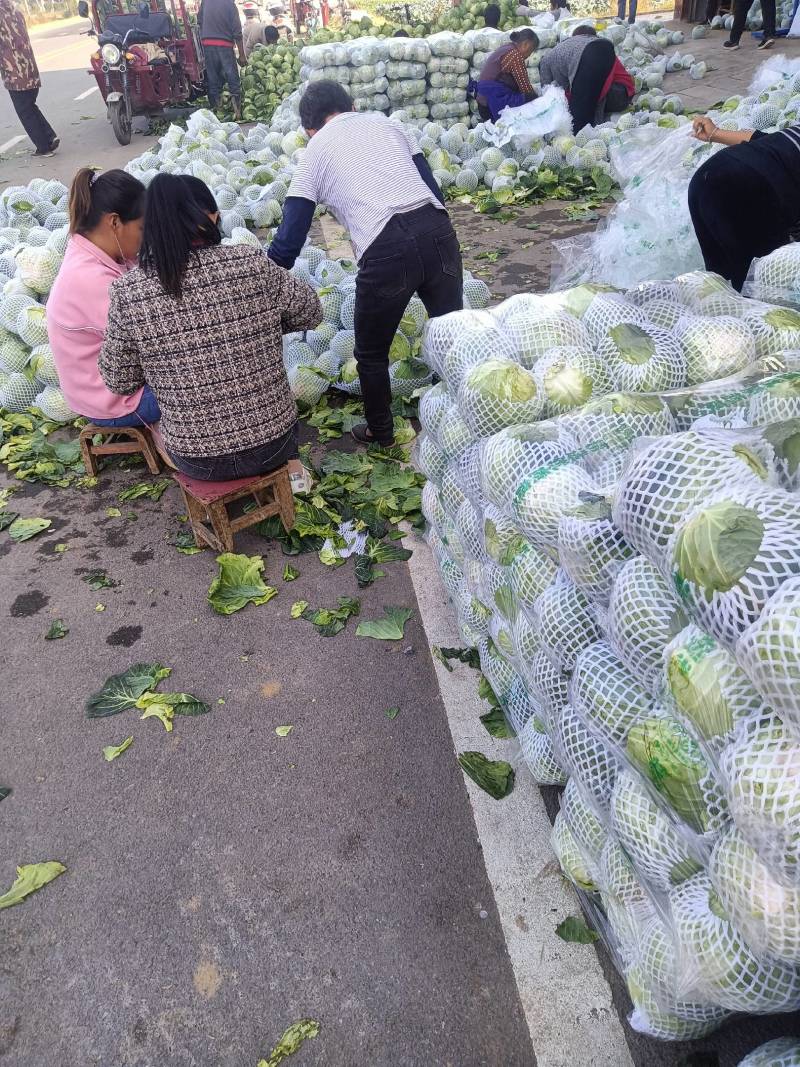 【推荐】尖头圆包菜，质量好，口感好，品种齐全，欢迎选购