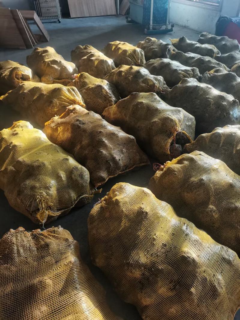 需要商品魔芋，魔芋种子的快快下单品质没得说