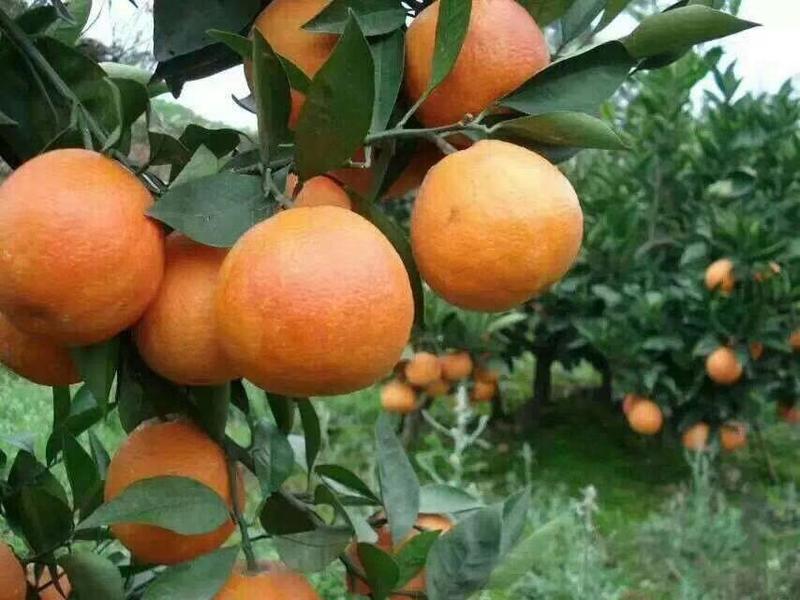 精品血橙现在已经大量上市中，各位老板提前来发财