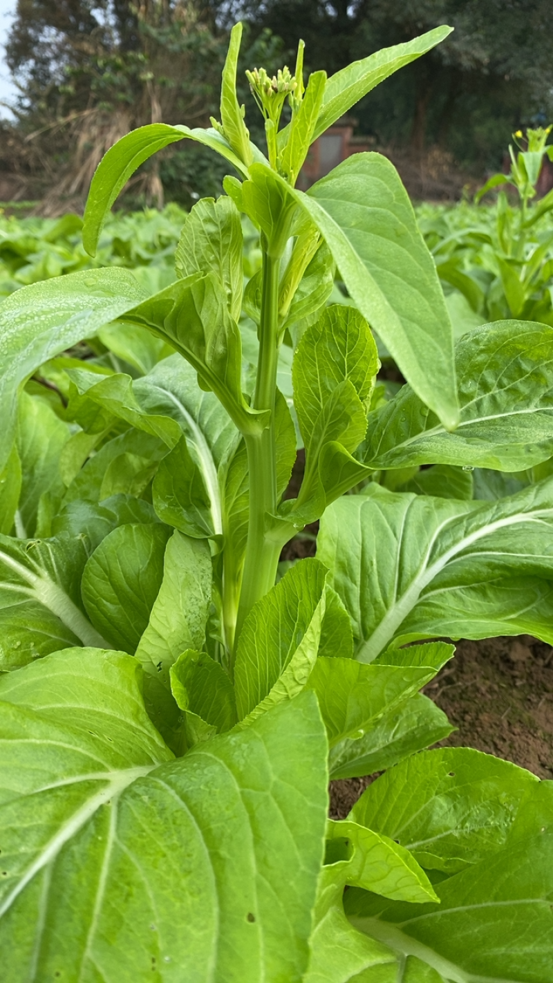 白菜苔四川高山白菜苔基地直发没有中间环节保质保量