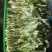 白菜苔四川高山白菜苔基地直发没有中间环节保质保量