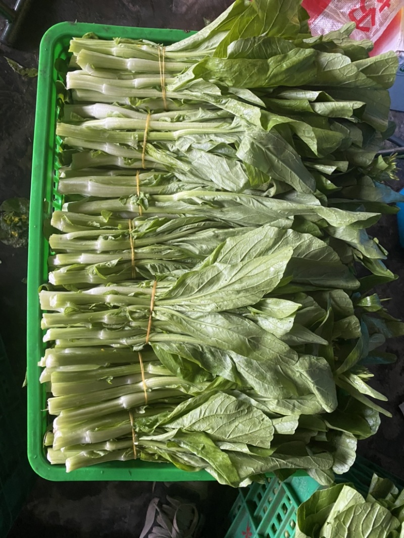 白菜苔四川高山白菜苔基地直发没有中间环节保质保量