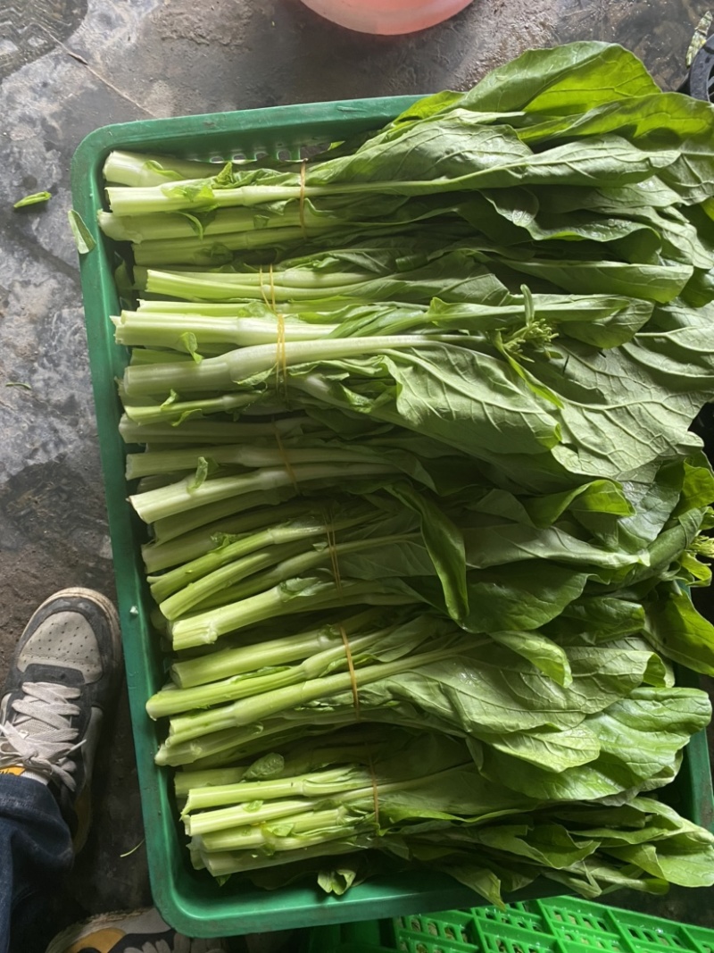白菜苔四川高山白菜苔基地直发没有中间环节保质保量