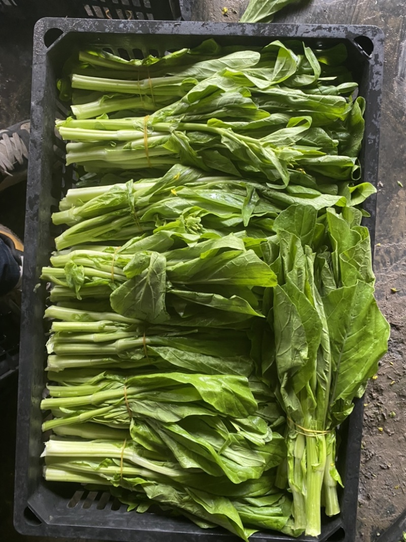 白菜苔四川高山白菜苔基地直发没有中间环节保质保量
