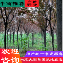 四川精品红叶李紫叶李樱桃李多规格供应工程绿化苗木