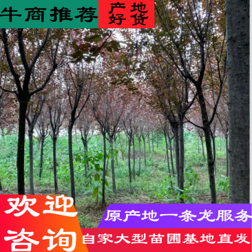 四川精品红叶李紫叶李樱桃李多规格供应工程绿化苗木