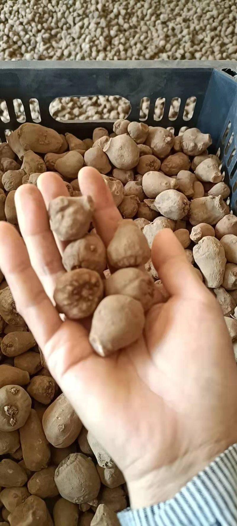 商品魔芋，魔芋种子大小都有，需要的快快下单，品质没得钱
