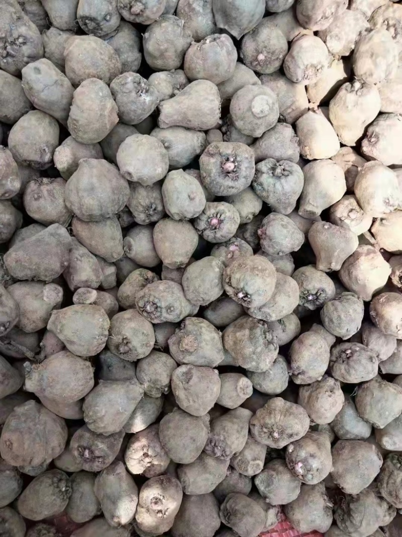 商品魔芋，魔芋种子大小都有，需要的快快下单，品质没得钱