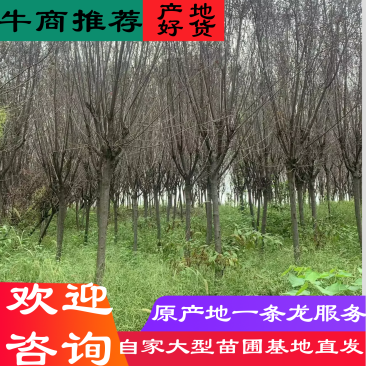红叶李绿化苗木四川眉山东坡红叶李欢迎联系