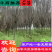 红叶李绿化苗木四川眉山东坡红叶李欢迎联系