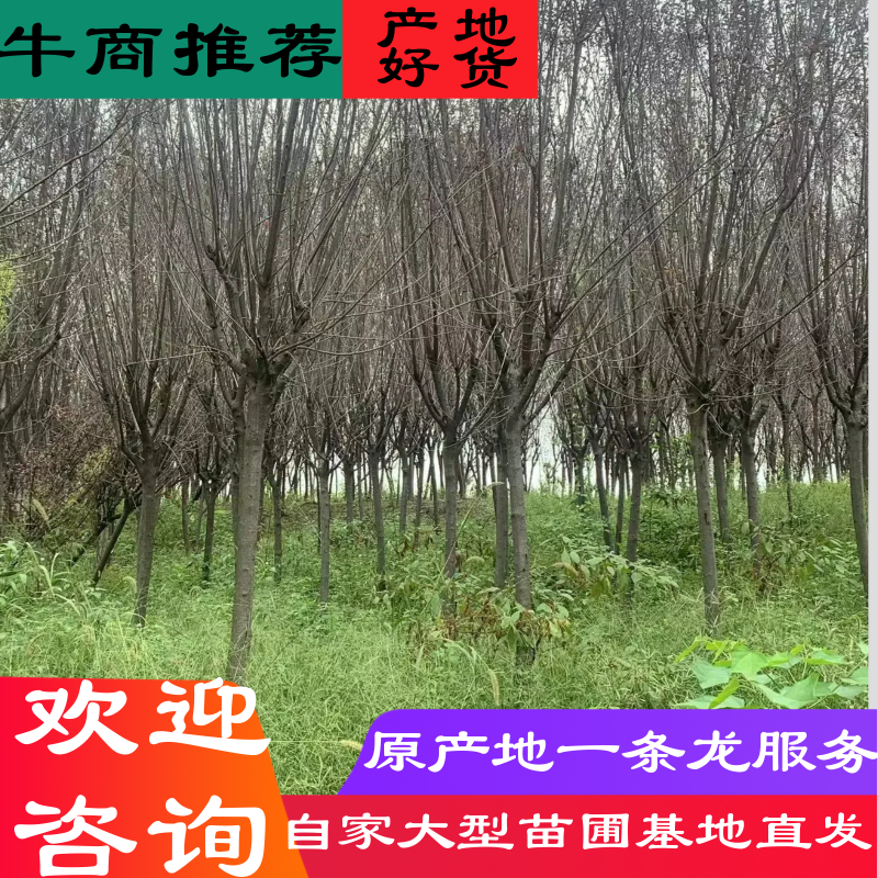 红叶李绿化苗木四川眉山东坡红叶李欢迎联系