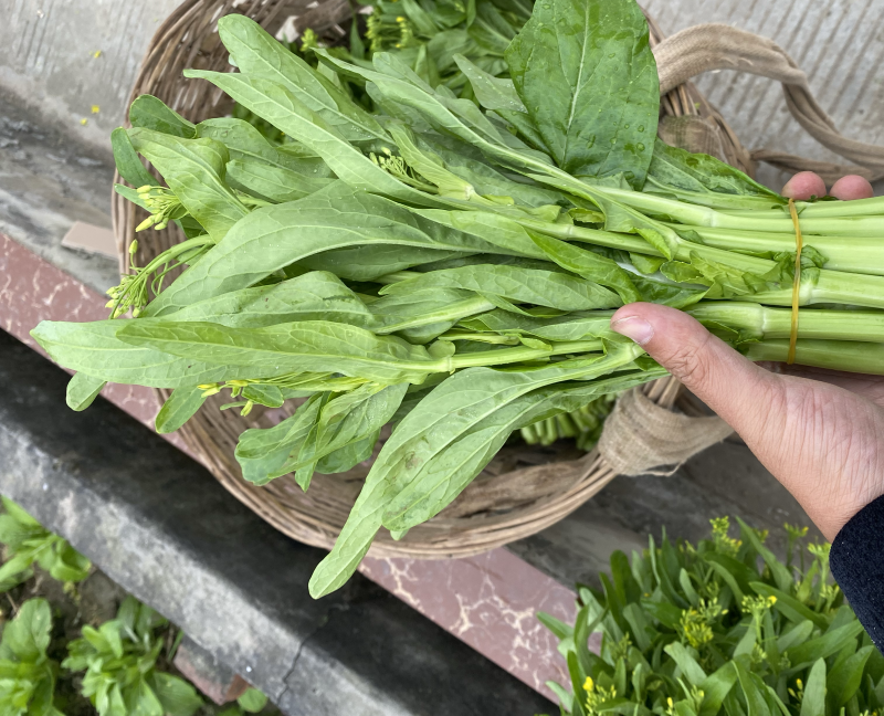 白菜苔四川高山白菜苔基地直发没有中间环节保质保量