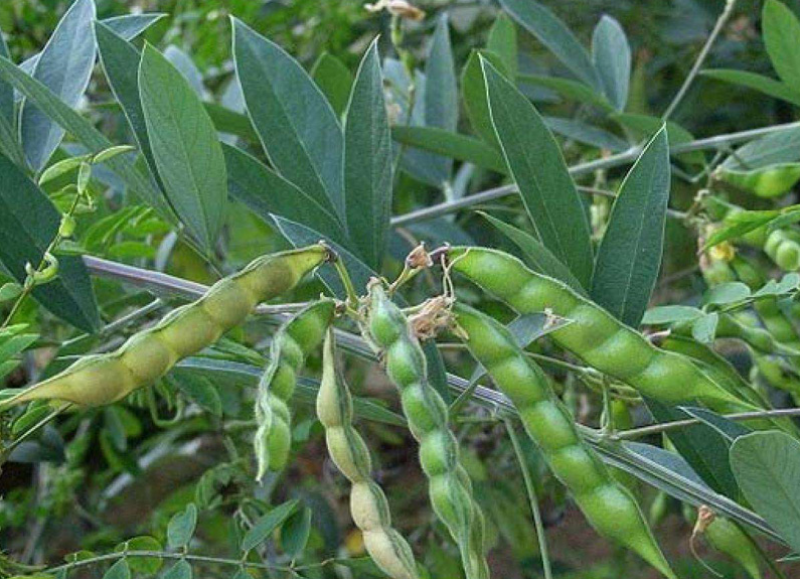 木豆种子木豆草种子灌木种子工程绿化护坡固土耐贫瘠多年生