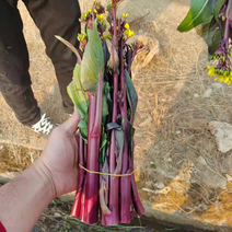 红菜苔四川高山红菜苔基地直发保质保量